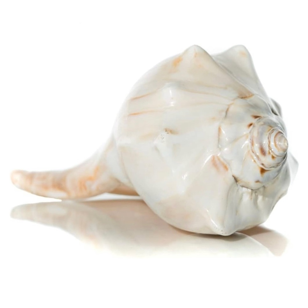 NWT โข Large Conch Shell Decor - Picture 2 of 7
